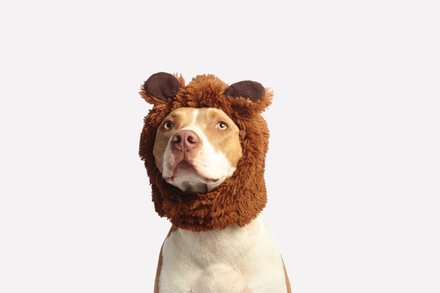 Dogfooding is generally the first step in every product feedback process. This refers to the practice of the creators or the builders of the product themselves using it as if they were actual users.